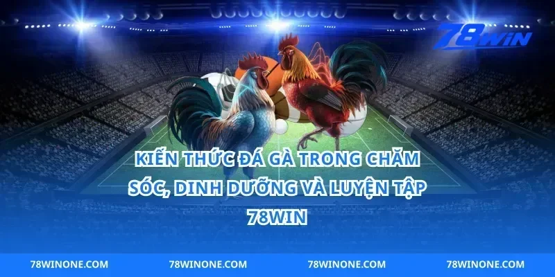 kiến thức đá gà trong chăm sóc, dinh dưỡng và luyện tập 78win